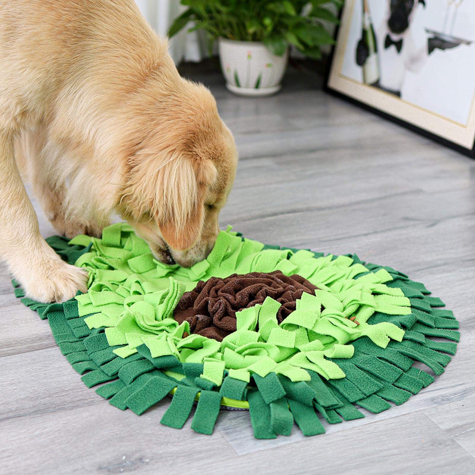 Play & Enrichment